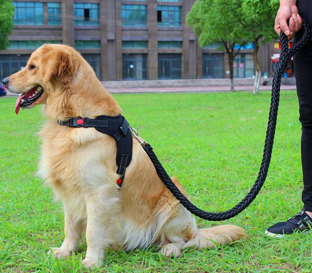 Adjustable Dog Harness