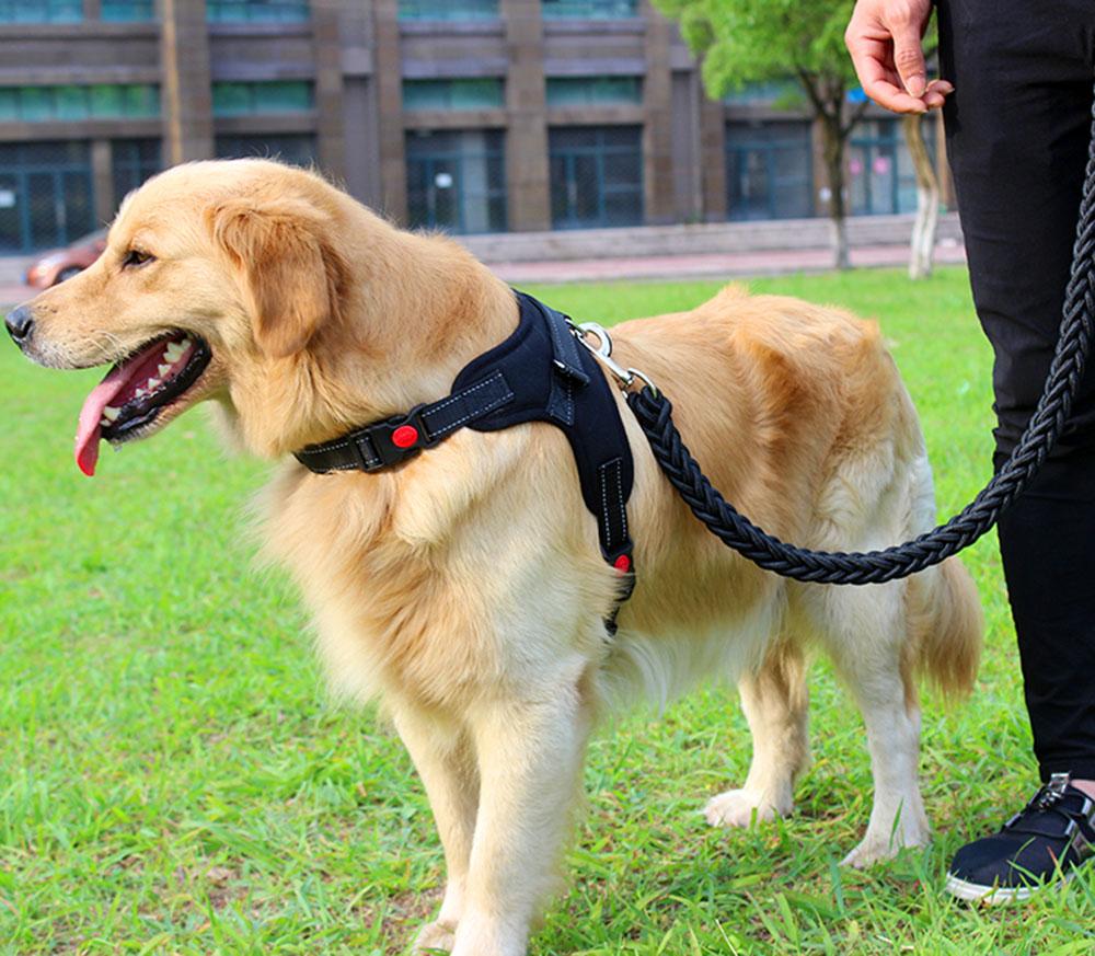 Adjustable Dog Harness