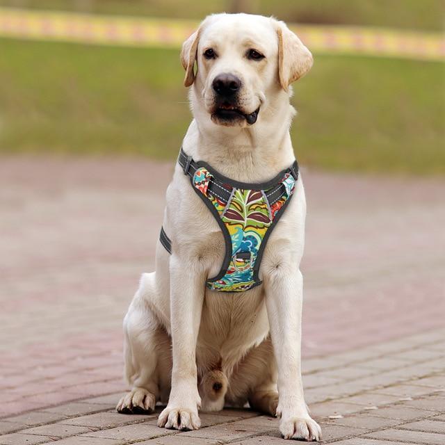 Absque Quick Control Dog Harness