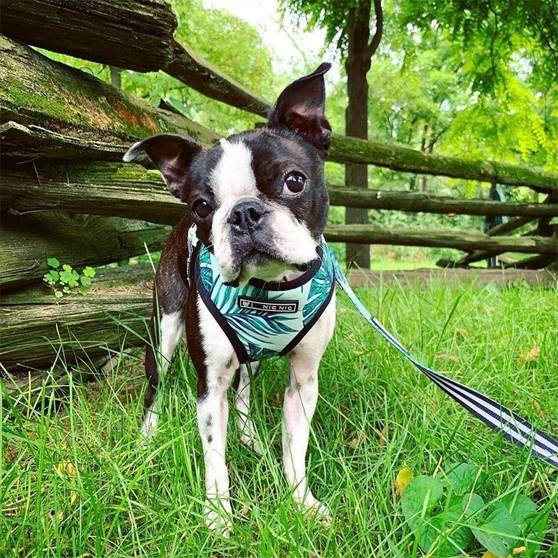Nature Print Dog Harness