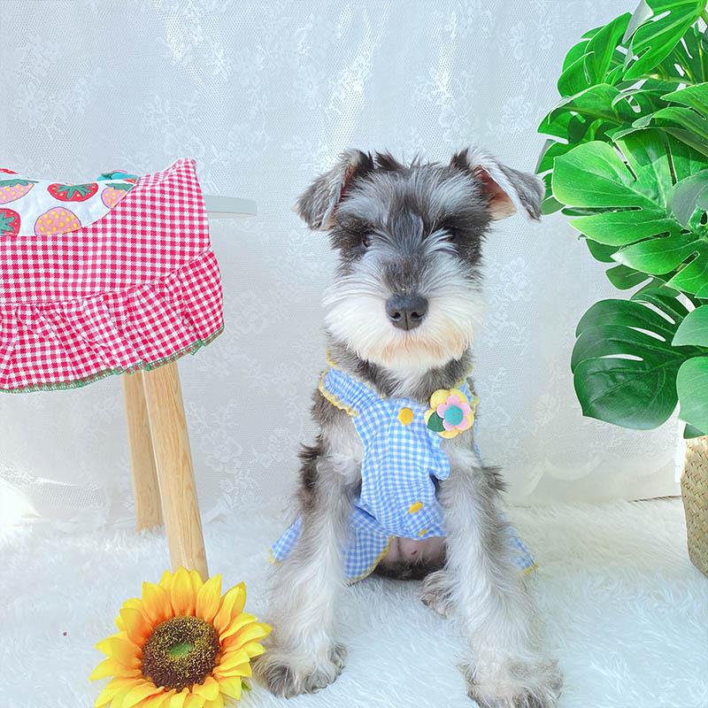 Cute Summer Plaid Dog Cloth