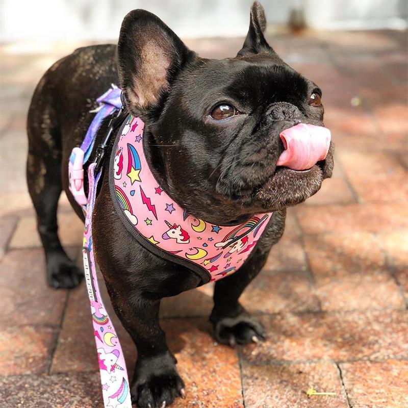 Cute Colorful Dog Harness