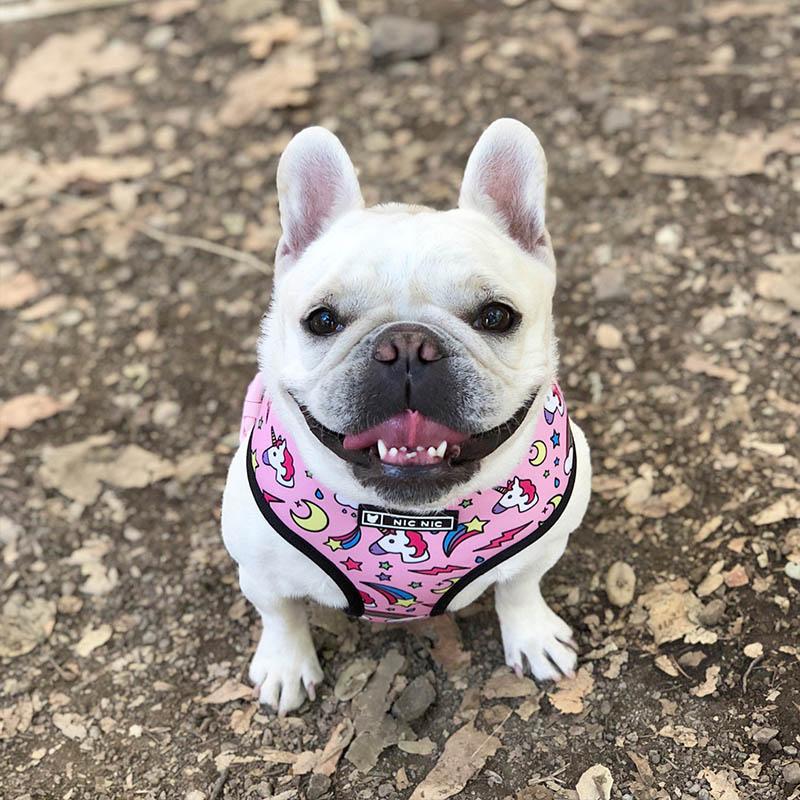 Cute Colorful Dog Harness