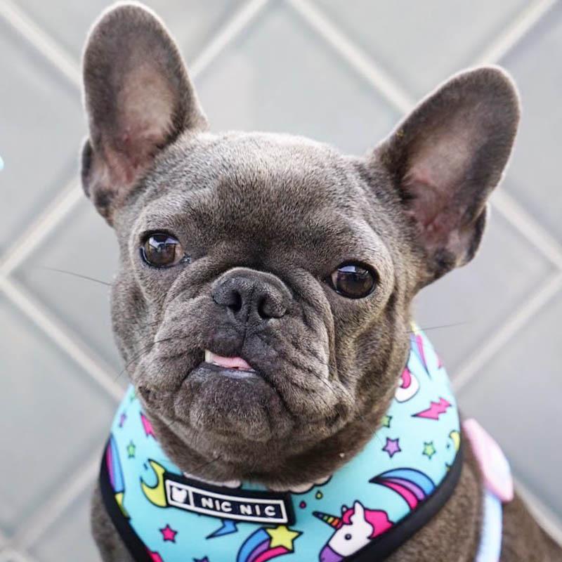 Cute Colorful Dog Harness
