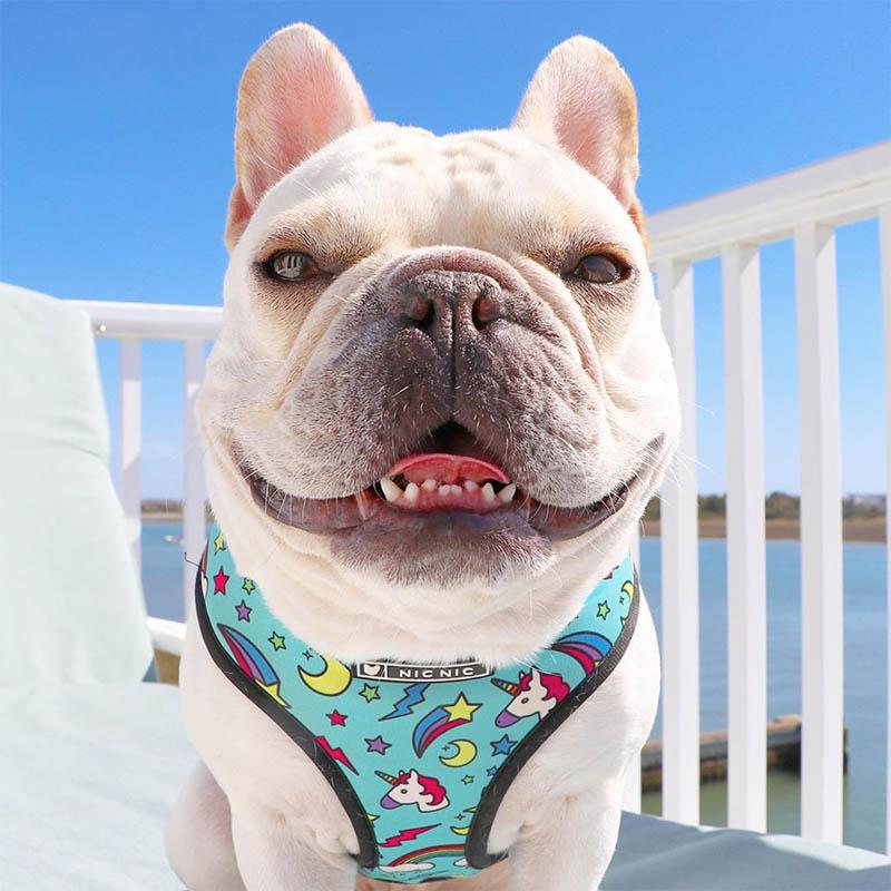 Cute Colorful Dog Harness